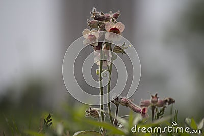 Chinese Wild flower Stock Photo